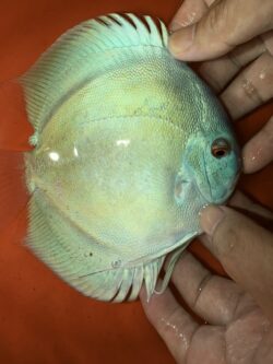 Blue Diamond 13/14cm BO