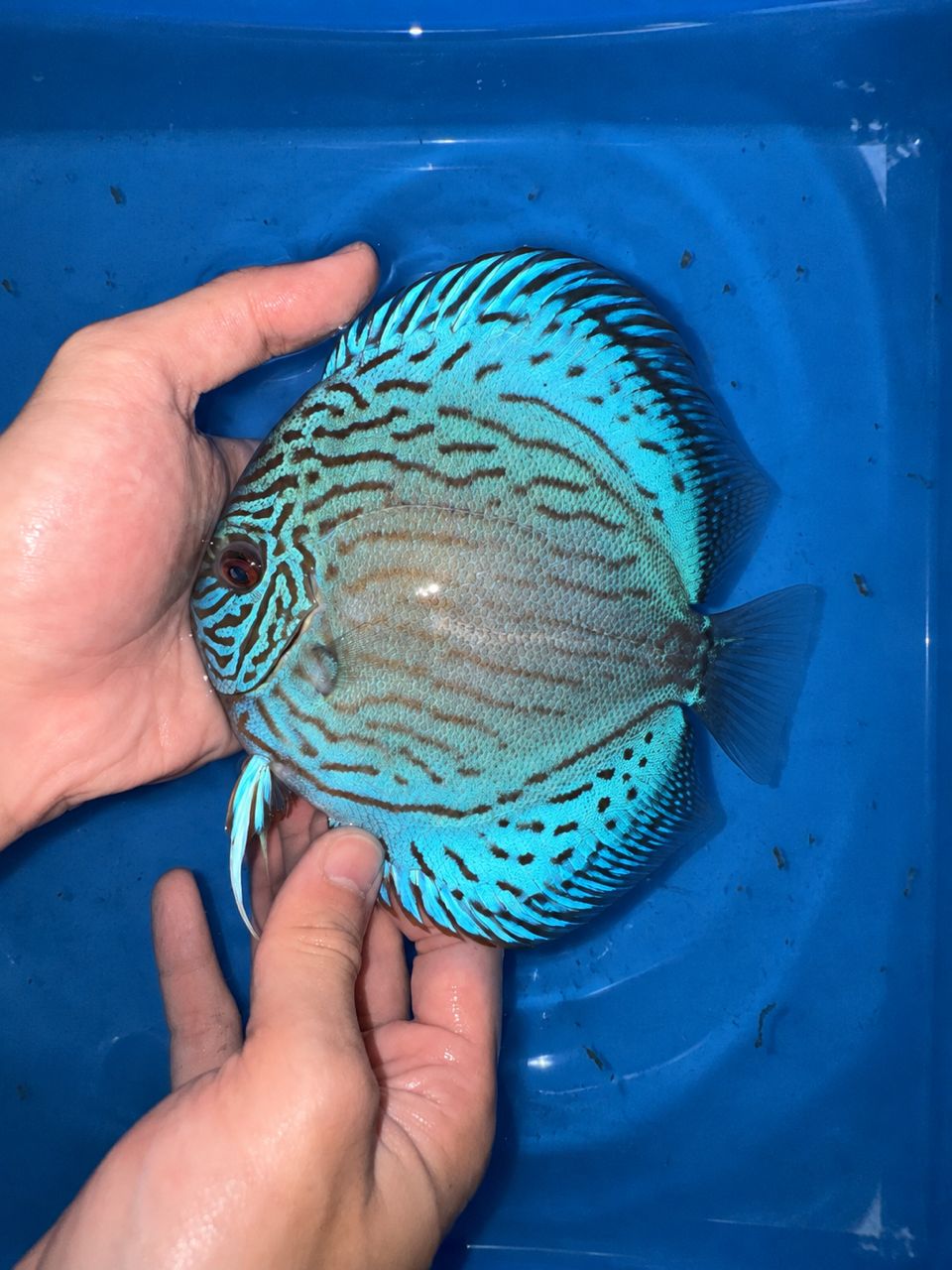 Brilliant Blue Turquoise 13/14cm BO