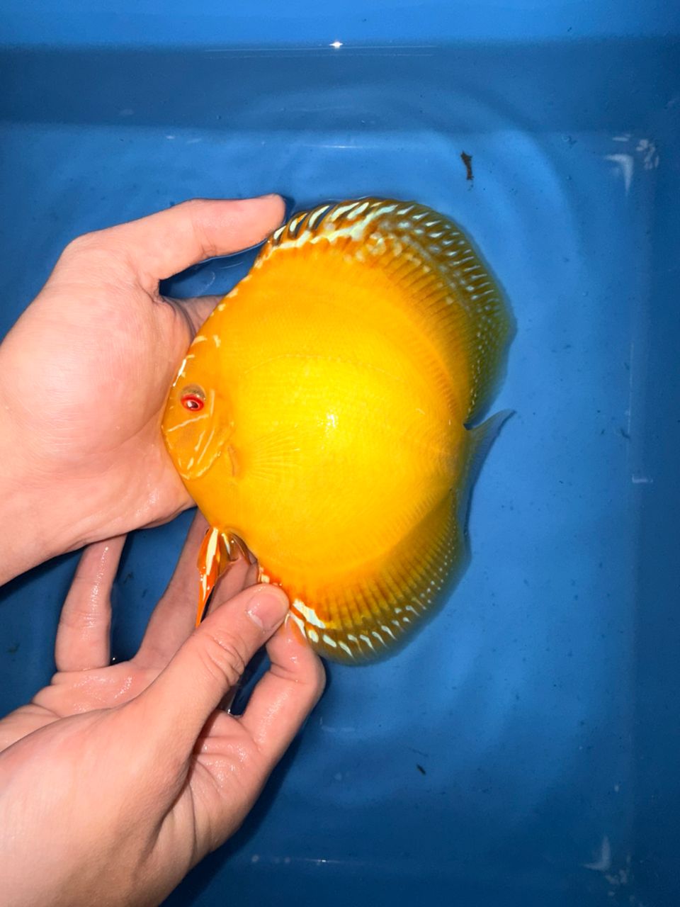 Albino Yellow Alenquers 13/14cm BO - Image 3