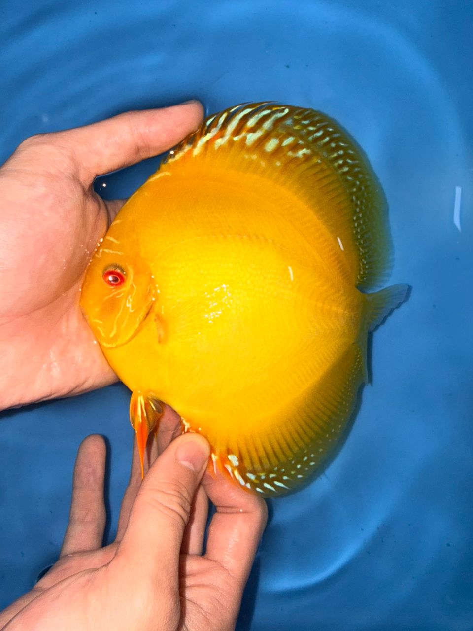 Albino Yellow Alenquers 13/14cm BO
