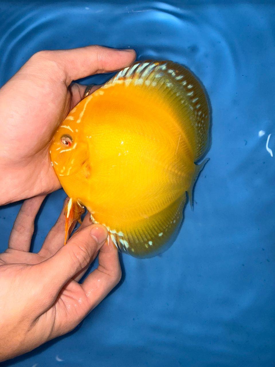 Albino Yellow Alenquers 13/14cm BO - Image 11