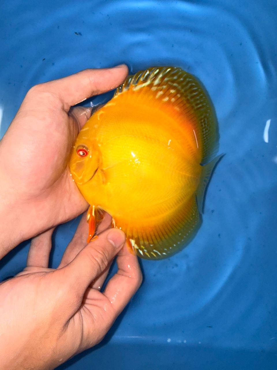 Albino Yellow Alenquers 13/14cm BO - Image 10