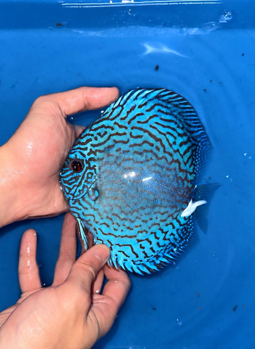 Brilliant Blue Turquoise 13/14cm BO - Image 2