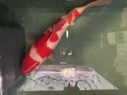Kohaku KOI 35cm