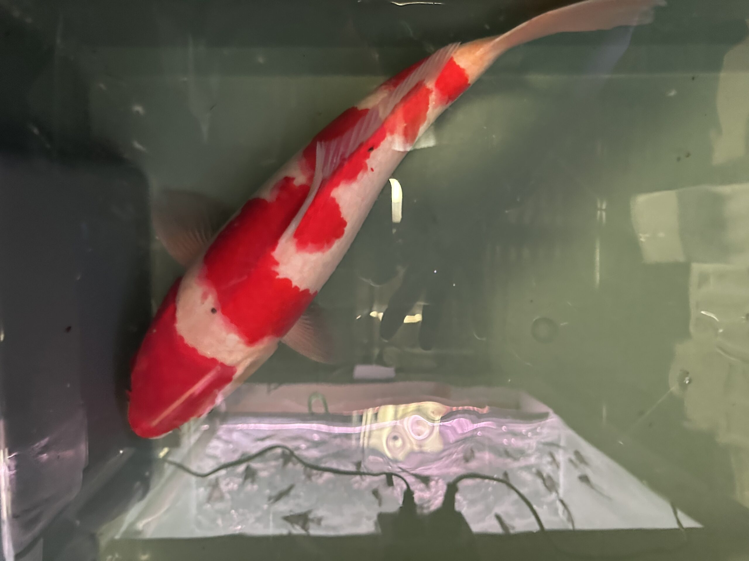 Kohaku KOI 35cm