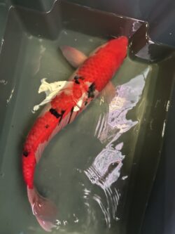 Sanke KOI 60cm