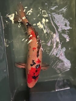 Sanke KOI 40cm