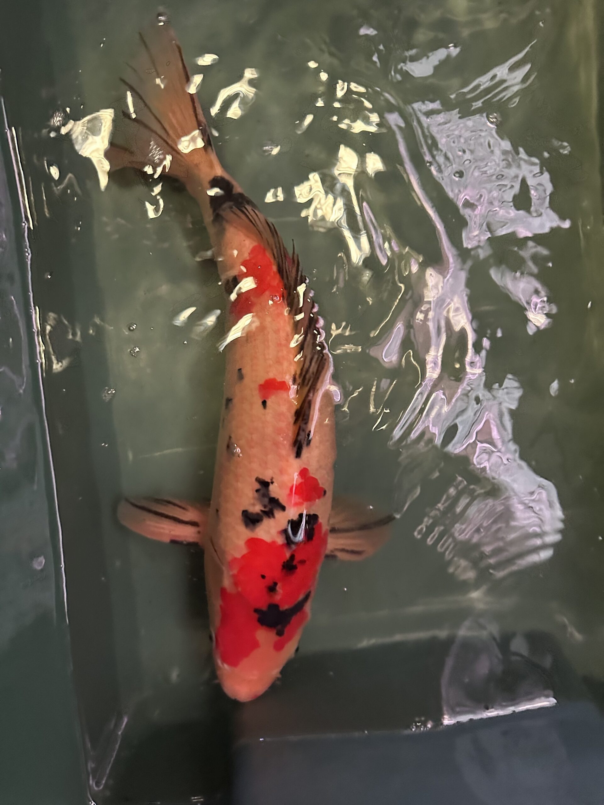 Sanke KOI 40cm