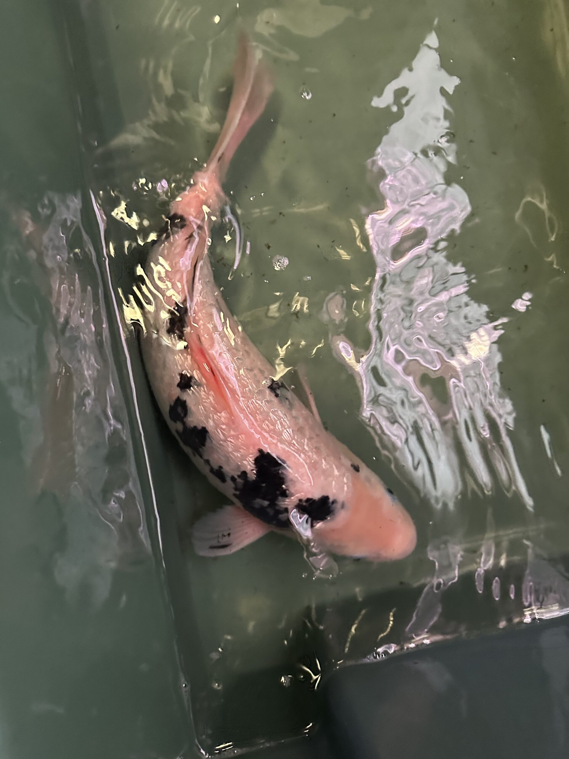 Ginrin Utsuri KOI 40cm
