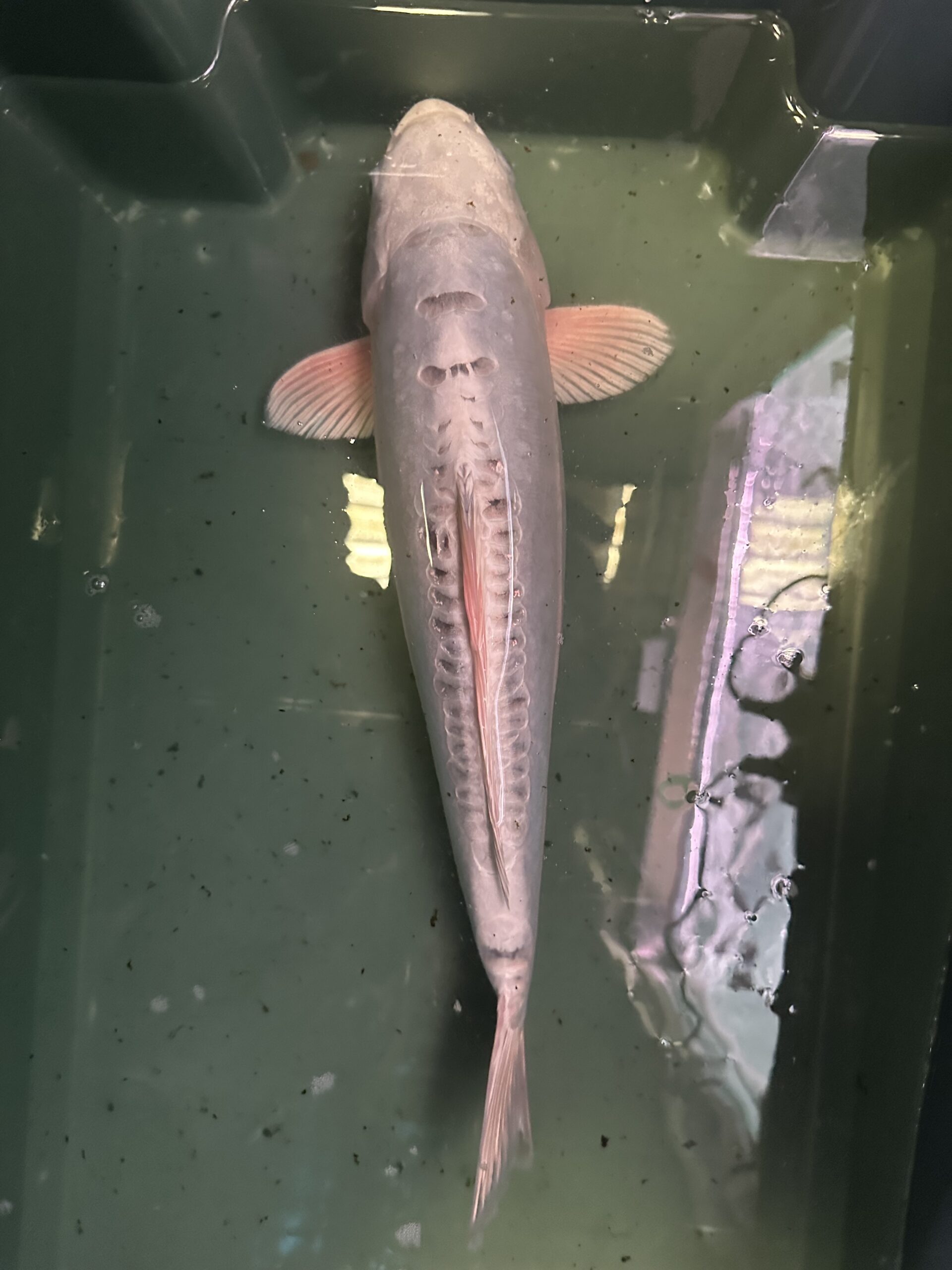 Doitsu Platinum KOI 40cm Pair