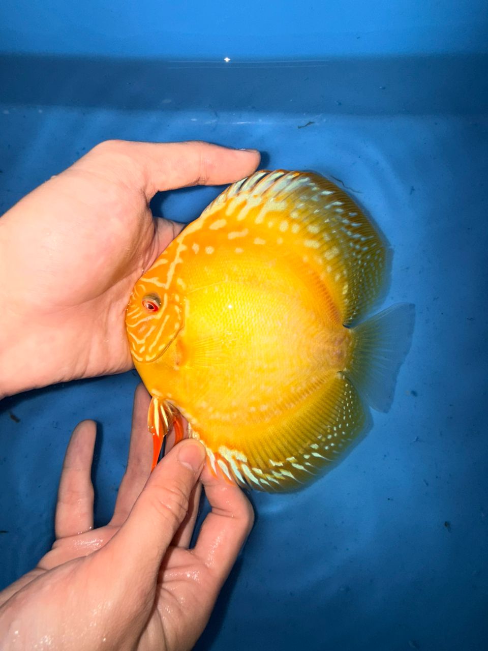 Albino Yellow Alenquers 13/14cm BO - Image 4