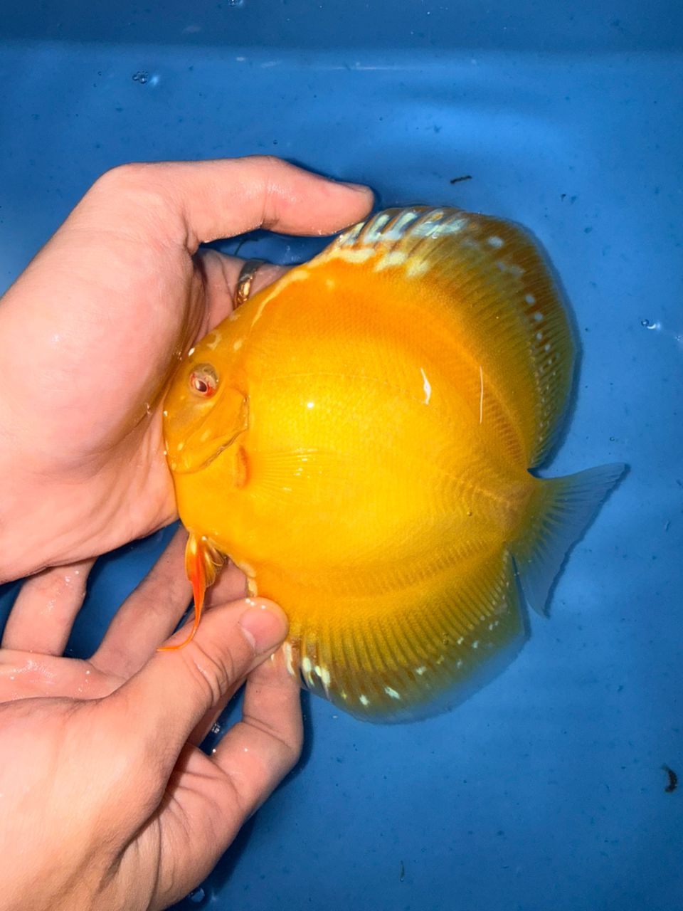 Albino Yellow Alenquers 13/14cm BO - Image 8