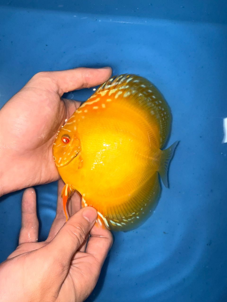 Albino Yellow Alenquers 13/14cm BO - Image 7