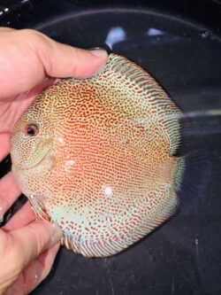 Super King Taipan 14/15cm BO