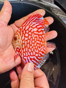 Red Eagles 7/8cm BO
