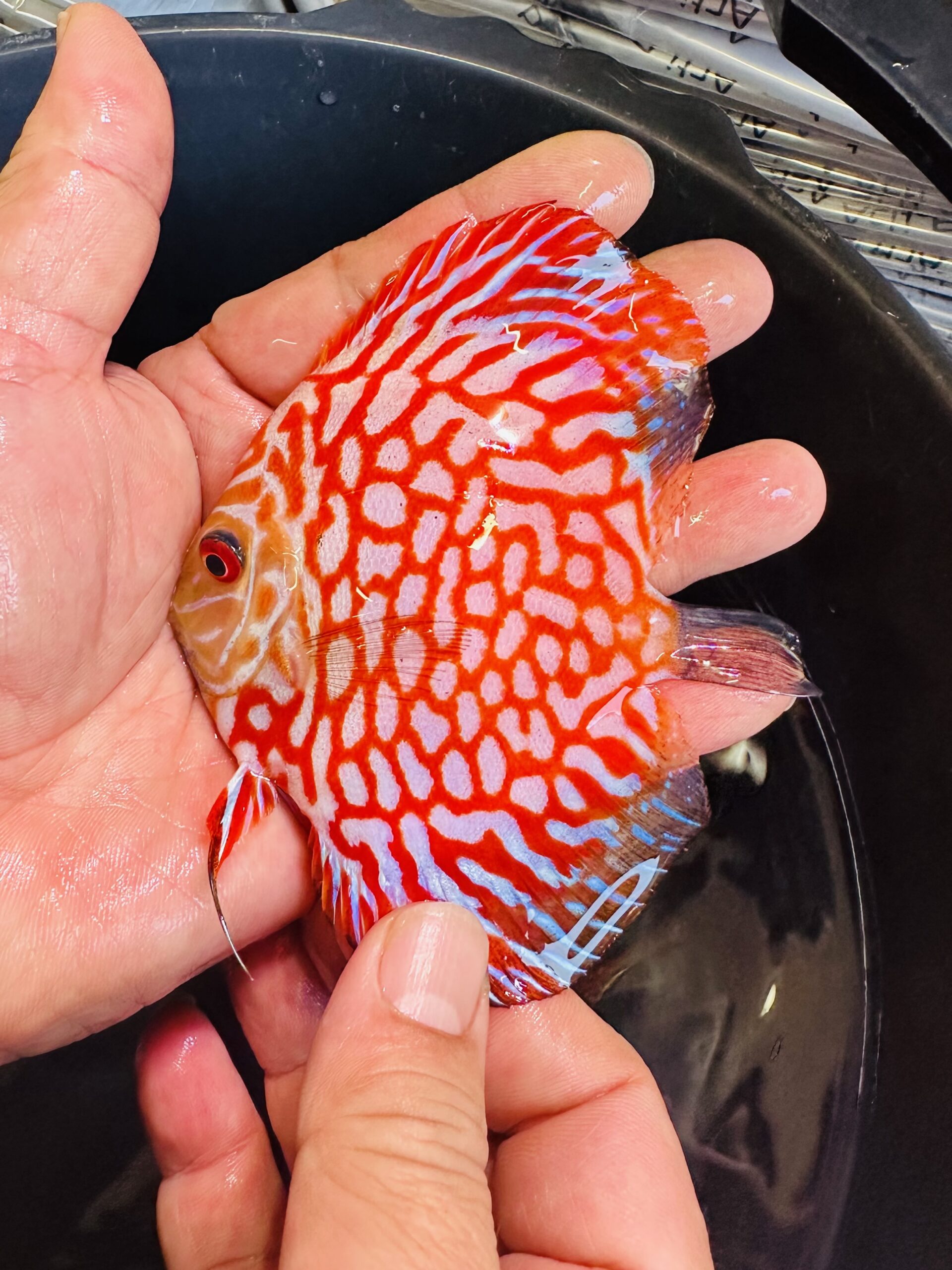 Red Eagles 7/8cm BO